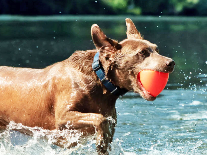 Indestructible dog toy, Tough dog ball, Indestructible dog ball, Chew dog toy, Rubber dog toy
super tough dog toys,
most indestructible dog toy,
extra tough dog toys,
durable dog toys for chewers,
hard chew toys for dogs,
strong chew toys for dogs,
