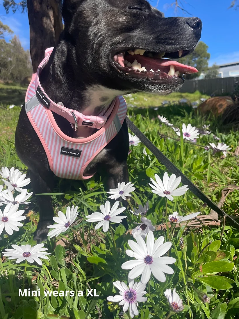 Louis & Phoebe- Click and walk Harness -Baby Pink