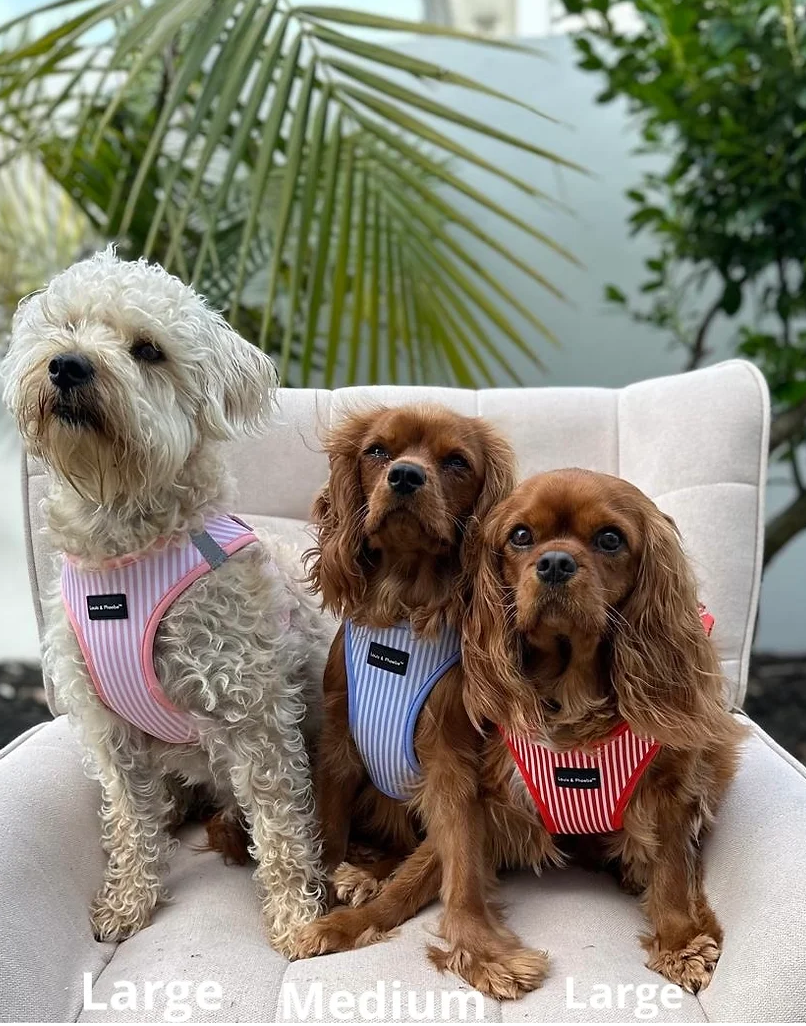 Louis & Phoebe- Click and walk Harness -Baby Pink
