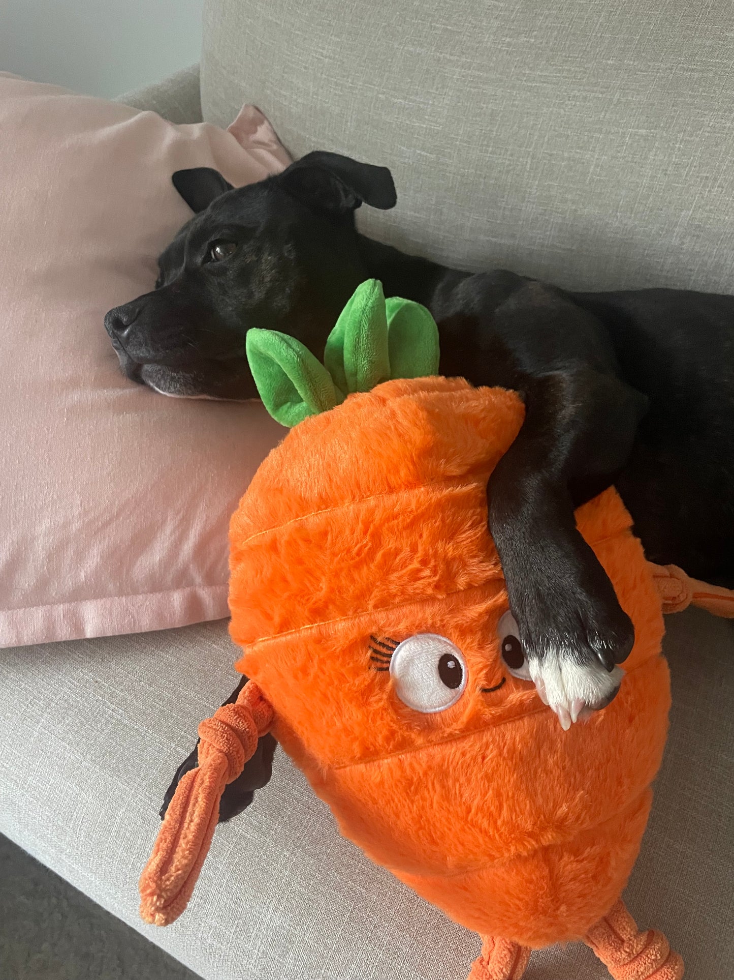 long lasting dog toys