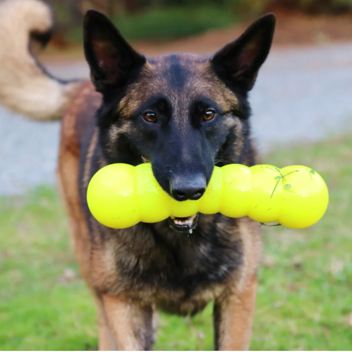Indestructible dog toy, Tough dog ball, Indestructible dog ball, Chew dog toy, Rubber dog toy,
best dog toys for aggressive chewers
dog chew toys for aggressive chewers
strong dog toys
toys for aggressive chewers
indestructible dog ball
